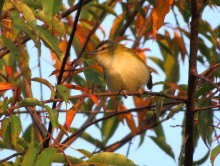 Red-eyed Vireo