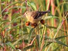 American Goldfinch.