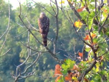 Cooper's Hawk