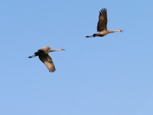 Sandhill Cranes.