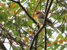 Dark-eyed Junco