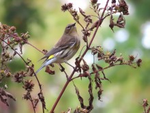 Yellow-rumped Warbler in Fall