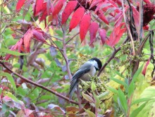 Black-capped Chickadee