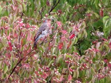 Northern Flicker.