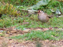 Immature White-crowned Sparrow.