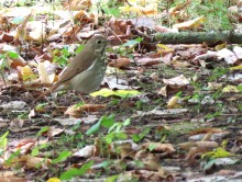 Hermit Thrush.