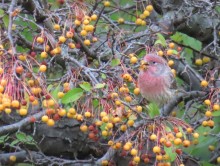 House Finch.