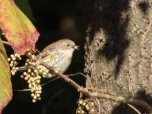 Yellow-rumped Warbler