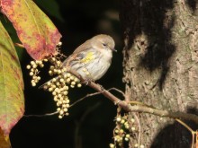 Yellow-rumped Warbler