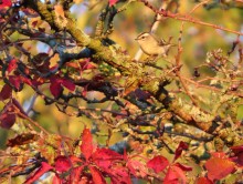 Golden-crowned Kinglet