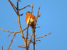 Eastern Bluebird.