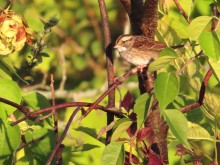 White-throated Sparrow