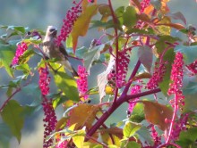 Cedar Waxwing