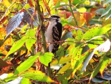 Downy Woodpecker