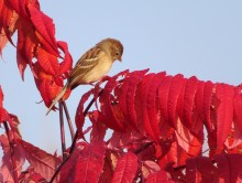 Field Sparrow