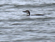 Common Loon in Non-breeding Plumage