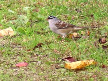 White-crowned Sparrow