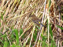 Yellow-rumped Warbler