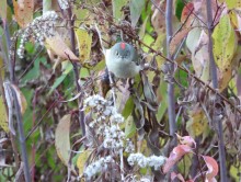  Ruby-crowned Kinglet