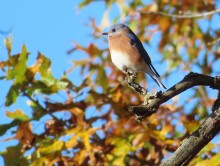 Eastern Bluebird