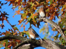 Eastern Bluebirds.