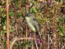 Eastern Phoebe