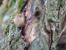 Winter Wren