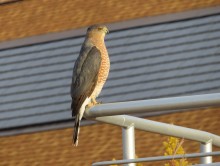 Cooper's Hawk