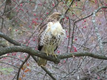 Red-tailed Hawk