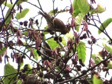 Pine Siskin