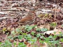 Fox Sparrow