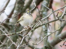 Golden-crowned Kinglet