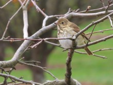 Hermit Thrush