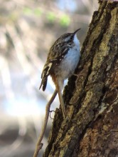 Brown Creeper