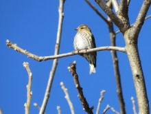 Pine Siskin.