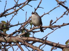 Adult White-crowned Sparrow