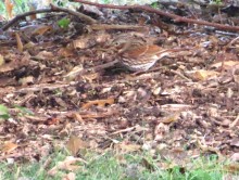 Fox Sparrow