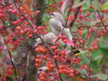 Cedar Waxwings.