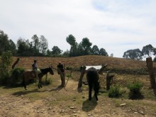 The Family Maíz Field