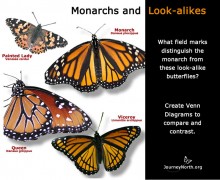 Monarch Look-alikes