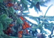 monarchs