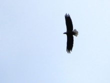 Bald Eagle.