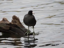 American Coot