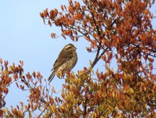 Purple Finch