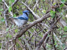 Blue Jay