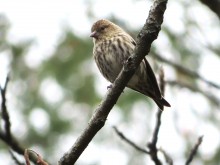 Pine Siskin