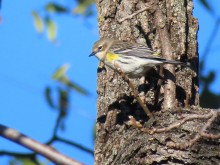 Yellow-rumped Warbler