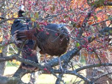 Wild Turkeys