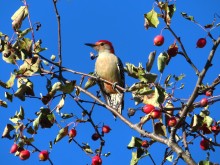 Red-bellied Woodpecker