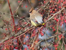 Cedar Waxwing